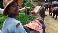 Elephant trekking