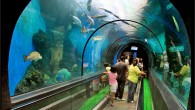 Phuket Aquarium