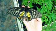Phuket Butterfly Garden