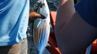 Phuket game fishing