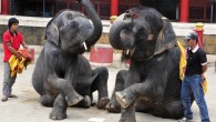 Phuket Zoo Elephants