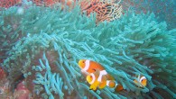 Phuket scuba diving