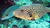 Phuket dive sites