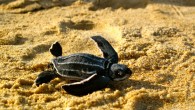 sirinat-marine-national-park